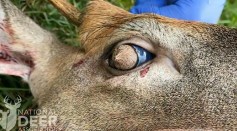 This Deer From Tennessee Has Hairy Eyeballs Due to A Bizarre Condition