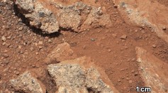 Science Times - Microbes on Earth Could Temporarily Live on Martian Surface