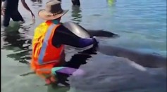 28 Trapped Whales In New Zealand Are Refloated In An Attempt To Rescue Them