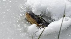 Alligator Snouts Out in the Ice