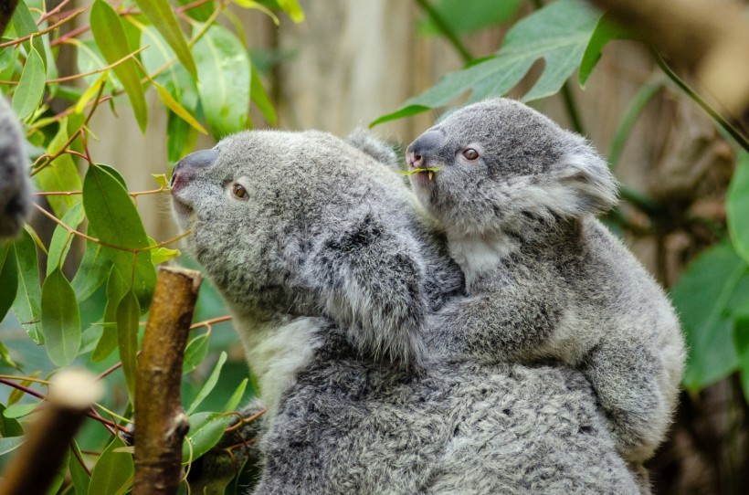 Koala bear with baby