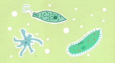 Bacteria illustrations