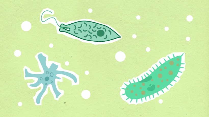 Bacteria illustrations