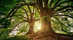 Two brown trees