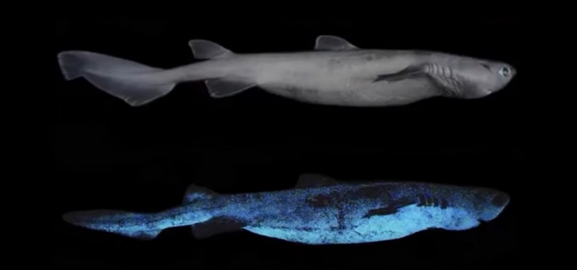 Glow-In-The-Dark Shark Photographed For the First Time Off New Zealand Coast
