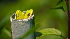  Female Frogs Use Their Lungs As Noise-Cancelling Headphones to Filter Unwanted Males