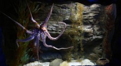 Science Times - Octopuses’ Pain is Not Just Physical, It’s Emotional, Too, According to Research