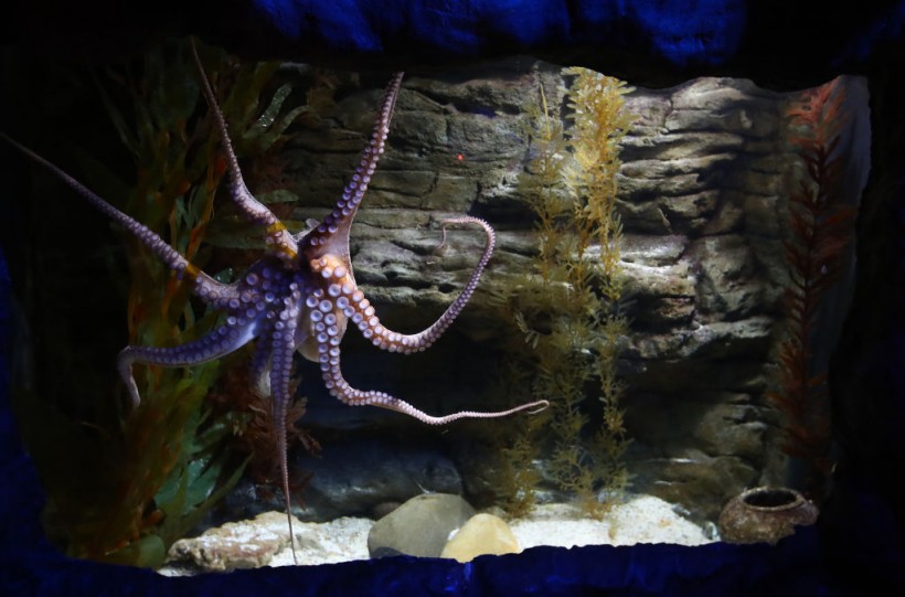 Science Times - Octopuses’ Pain is Not Just Physical, It’s Emotional, Too, According to Research