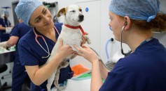Science Times - Fatal Heart Ailment in Dogs: Health Authorities Continue to Investigate Its Link to Canine Diet