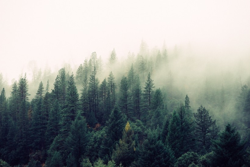 Forest trees with fog