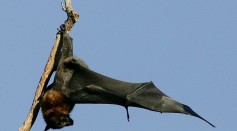 Science Times - Echolocation in Bats: A New Discovery Scientists Reveal