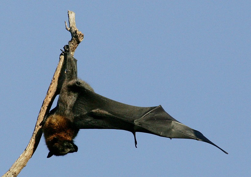 Science Times - Echolocation in Bats: A New Discovery Scientists Reveal