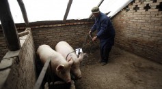 Science Times - African Swine Fever in China: New Variants Detected are Milder but Highly Infectious