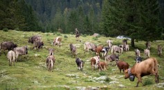 Annual End Of Summer Cattle Drive In Bavarian Alps