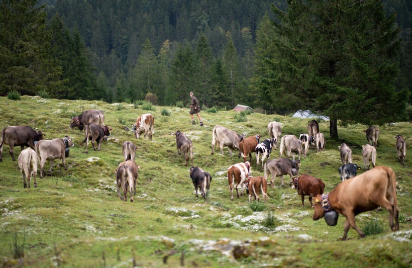 Annual End Of Summer Cattle Drive In Bavarian Alps