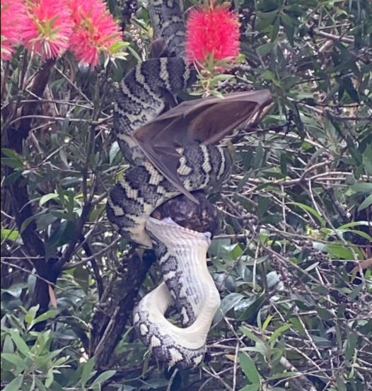 A Snake Swallows a Bat on an Australian Backyard