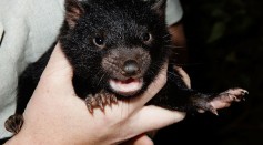Science Times - Tasmanian Devil Tumor Disease