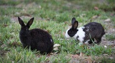 South Florida Park Overrun By Pet Rabbits Let Free By Owners
