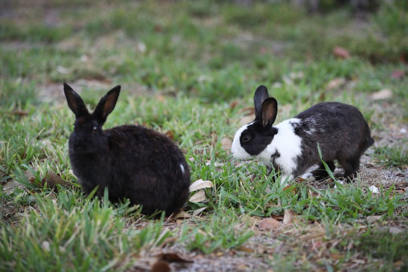 South Florida Park Overrun By Pet Rabbits Let Free By Owners