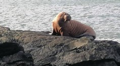 Walrus Found in Ireland