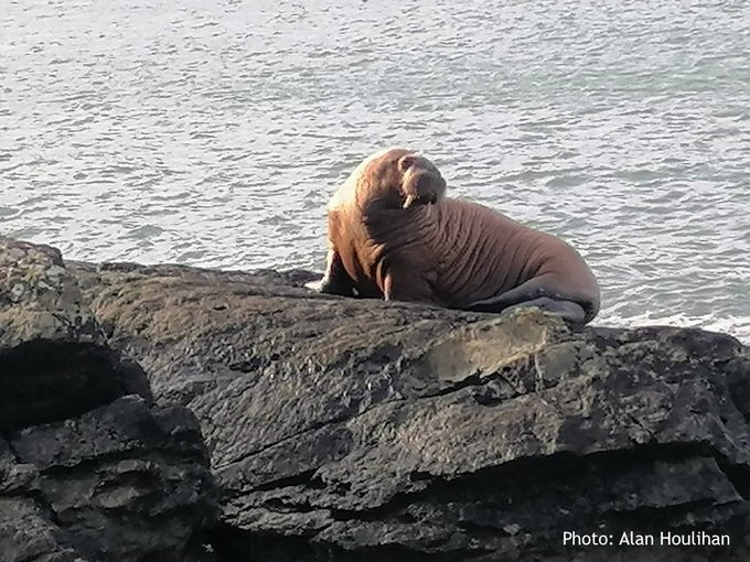 Walrus Found in Ireland