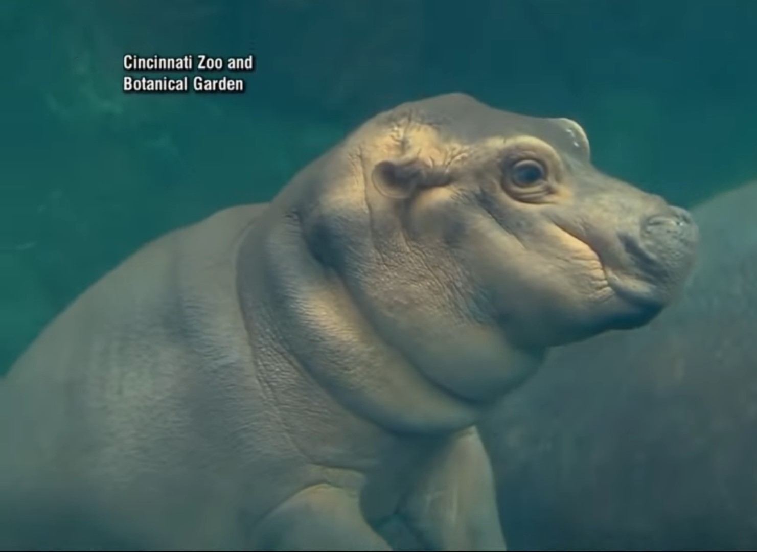 Watch Hippo Snores Out Bubbles While Taking Underwater Nap In Her Tank Science Times