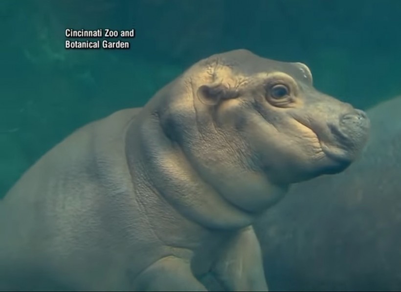  WATCH: Hippo Snores Out Bubbles While Taking Underwater Nap In Her Tank
