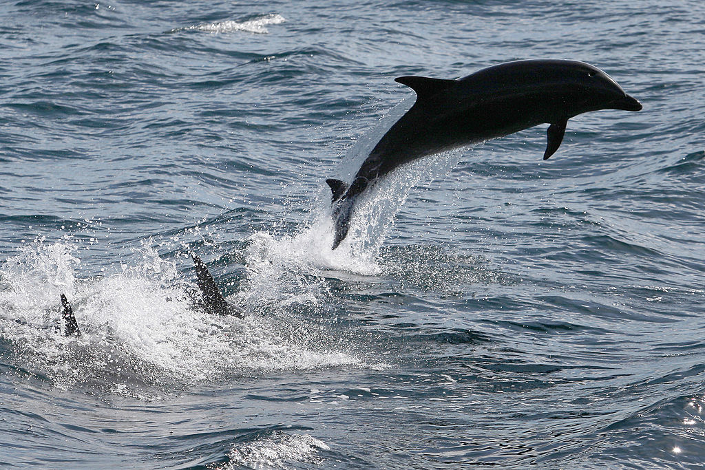 Protecting bottlenose dolphins from coastal construction