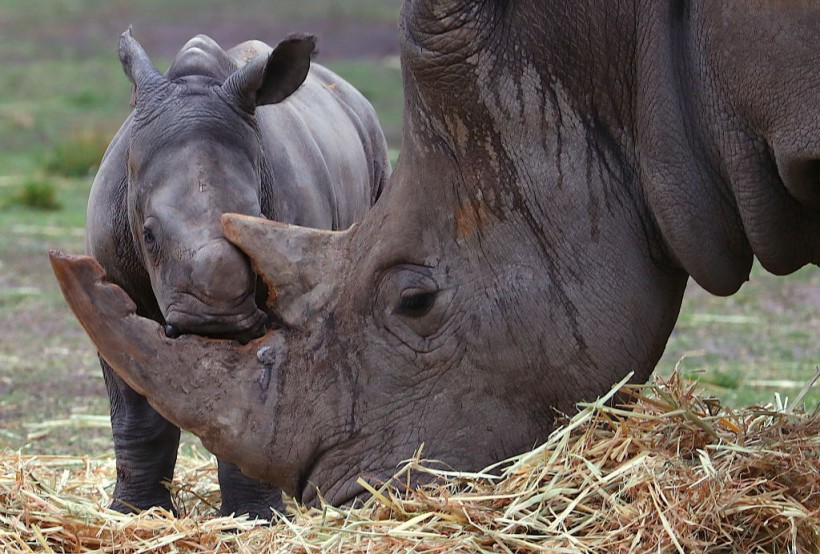 Taronga Western Plains Zoo Welcomes Baby White Rhino