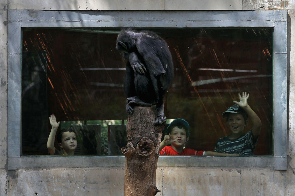 Chimps Zoom Video Call Each Other at Different Zoos to Ease Boredom