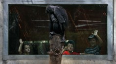 Science Times - Chimps on Zoom: These Animals Get to Video Call Each Other at Different Zoos to Ease Boredom During COVID-19 Lockdown