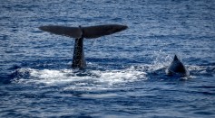  Sperm Whales in the 19th Century Share Information With Each Other to Avoid Whalers, Study