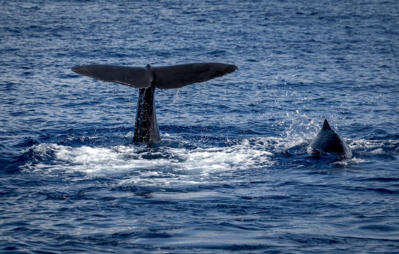  Sperm Whales in the 19th Century Share Information With Each Other to Avoid Whalers, Study