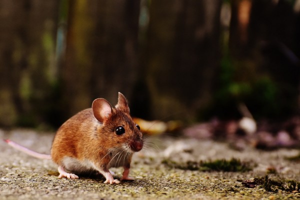 Un estudio dice que pequeños robots que transportan medicamentos tratan los tumores cerebrales de los ratones