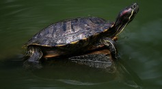 Science Times - Deadly Salmonella Outbreak: CDC Continues Investigating the Occurrence, Discourages People From Kissing Their Pet Turtle