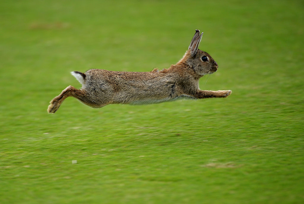 Bunny Hop: Here's Genetic Reason Why Some Animals Leap | Science Times