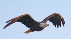 Eagles on Long Island