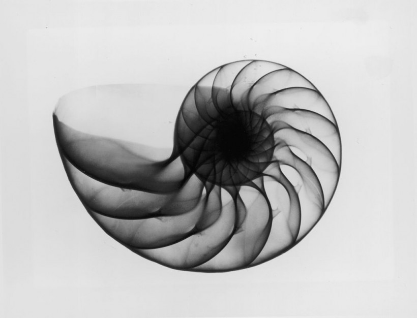 X-Ray Nautilus Shell