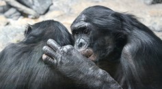  Empathy: How Bonobos Beat Humans In This Area