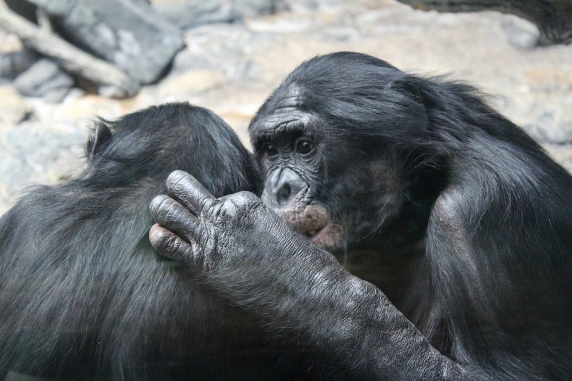  Empathy: How Bonobos Beat Humans In This Area