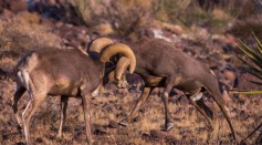 Desert bighorn rams clash horns to establish power and dominance