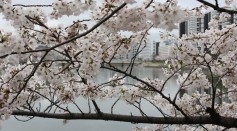  Cherry Blossoms and Climate Change: Japan's Earliest Bloom in 1,200 Years Blamed on Global Warming