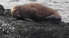 Wally the Arctic Walrus That Drifted to Ireland Is Hitching A Ride Home On Passing Ships