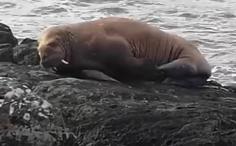 Wally the Arctic Walrus That Drifted to Ireland Is Hitching A Ride Home On Passing Ships