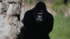Science Times - Silverback Gorillas: Beating Their Chest to Communicate with Females, Study Reveals
