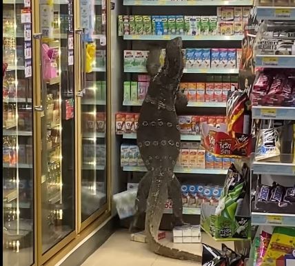 6-Foot-Long Monitor Lizard Climbs 7/11 Shelves