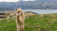 Science Times - 20-Year-Old Adopts Orphaned, Disabled Baby Alpaca; Mammal Gets Wheelchair as Gift to Walk Again