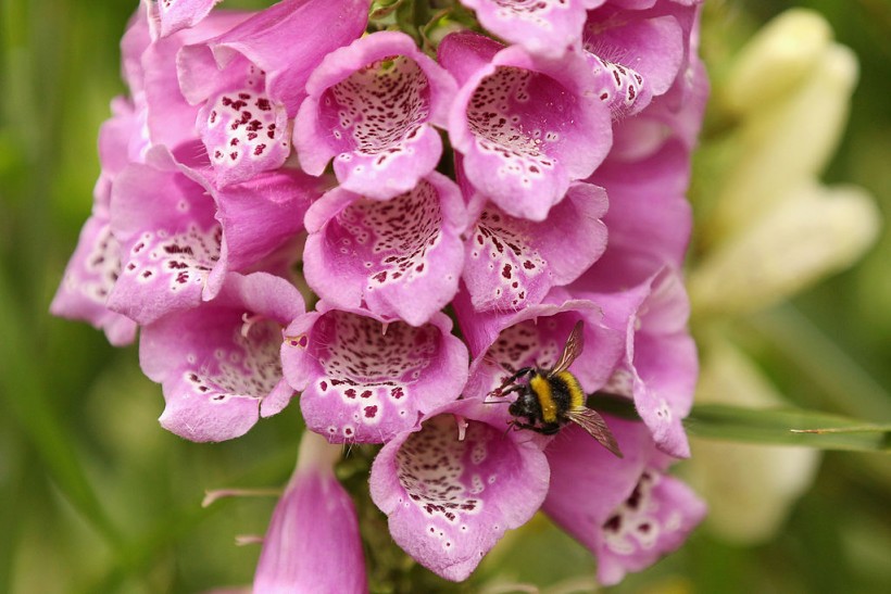 Science Times - Common Foxgloves Rapidly Evolve to Change Flower Length Through Hummingbird Pollination