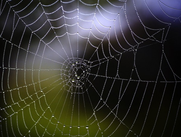 Spiders think with their webs, challenging our ideas of intelligence
