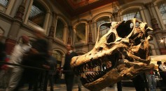 Reopening Of Natural History Museum In Berlin